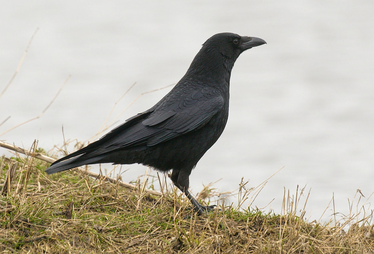 Not to be confused with - Carrion crow