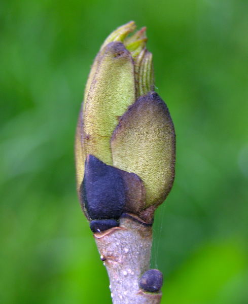 Budburst