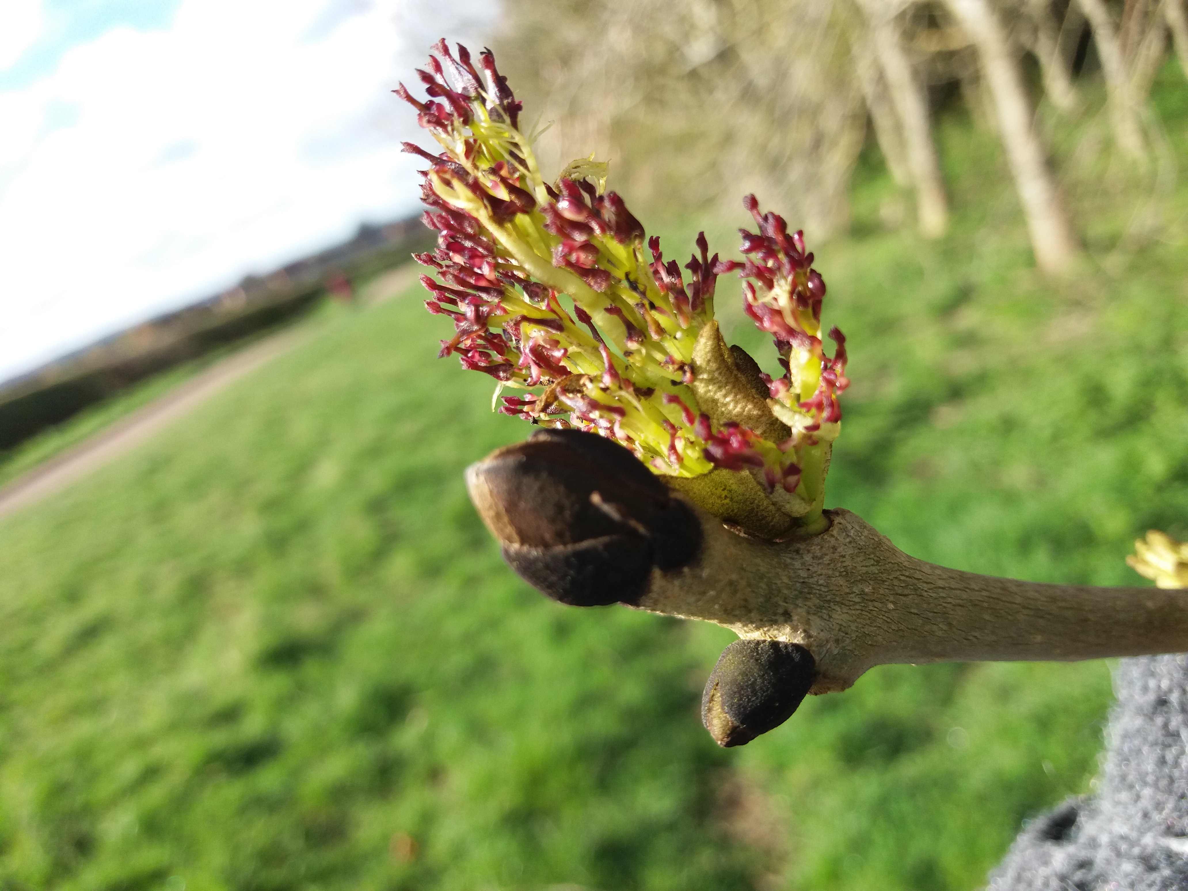 Photograph of ash male flowers