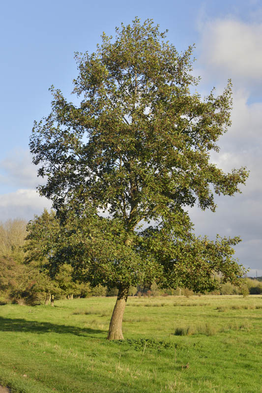 Photograph of alder in autumn