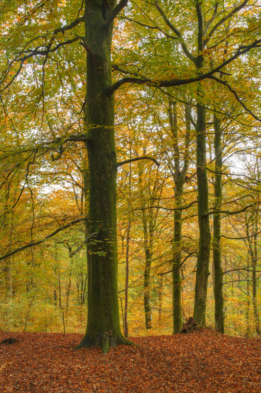 Photo of beech in autumn