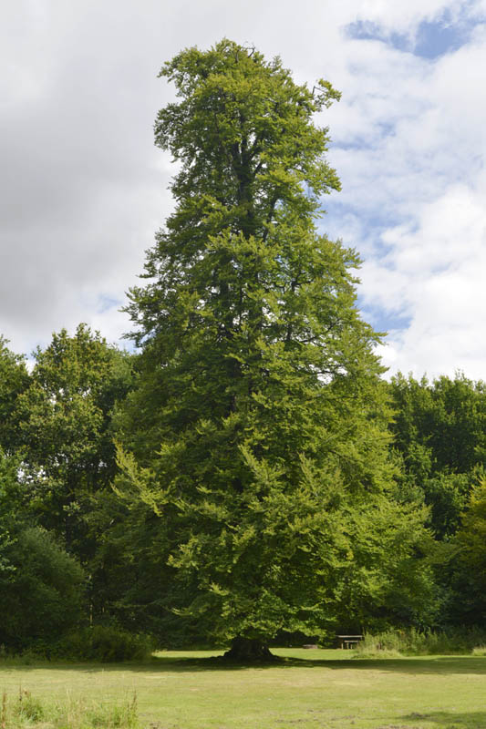 Photo of beech in summer