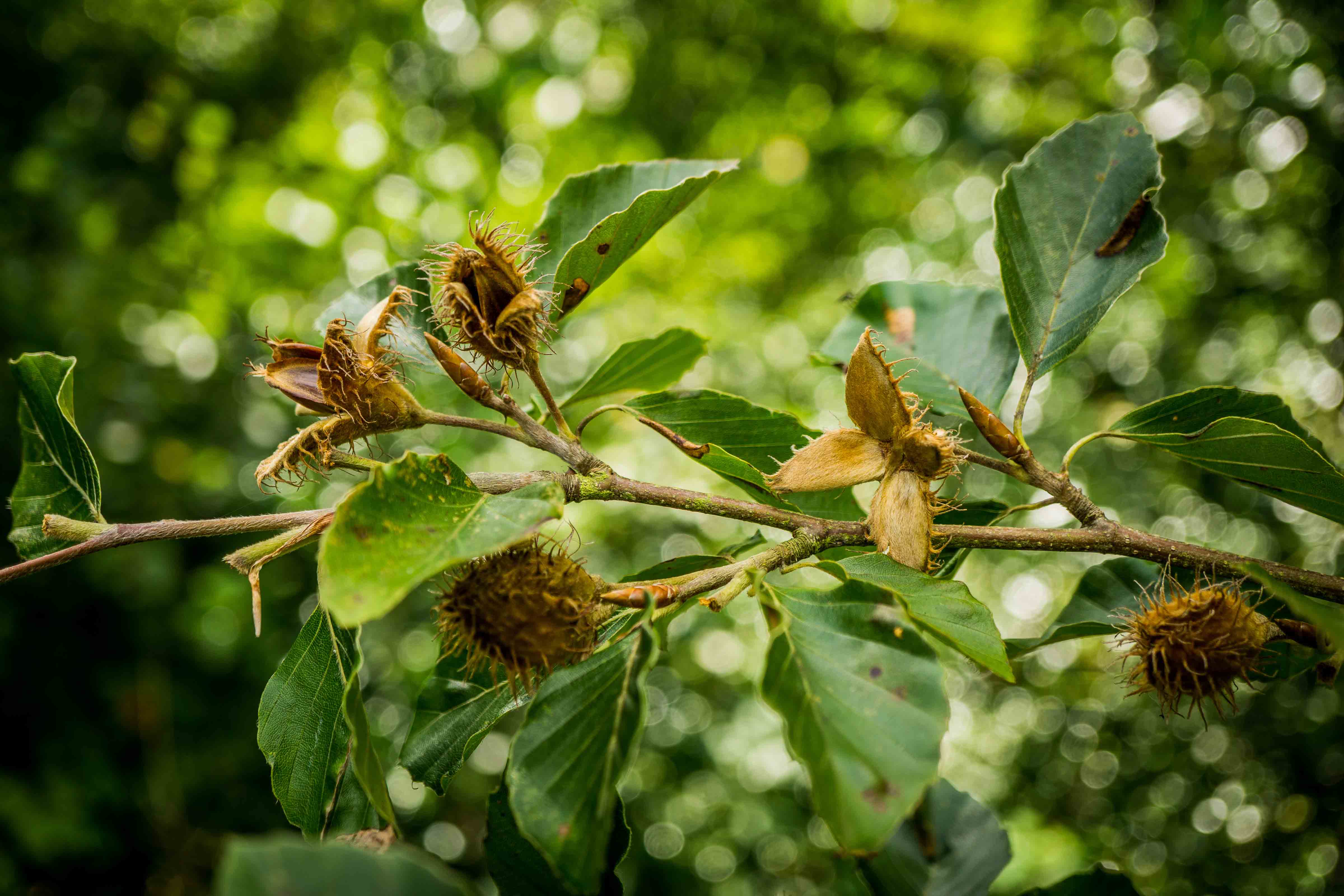 First ripe fruit