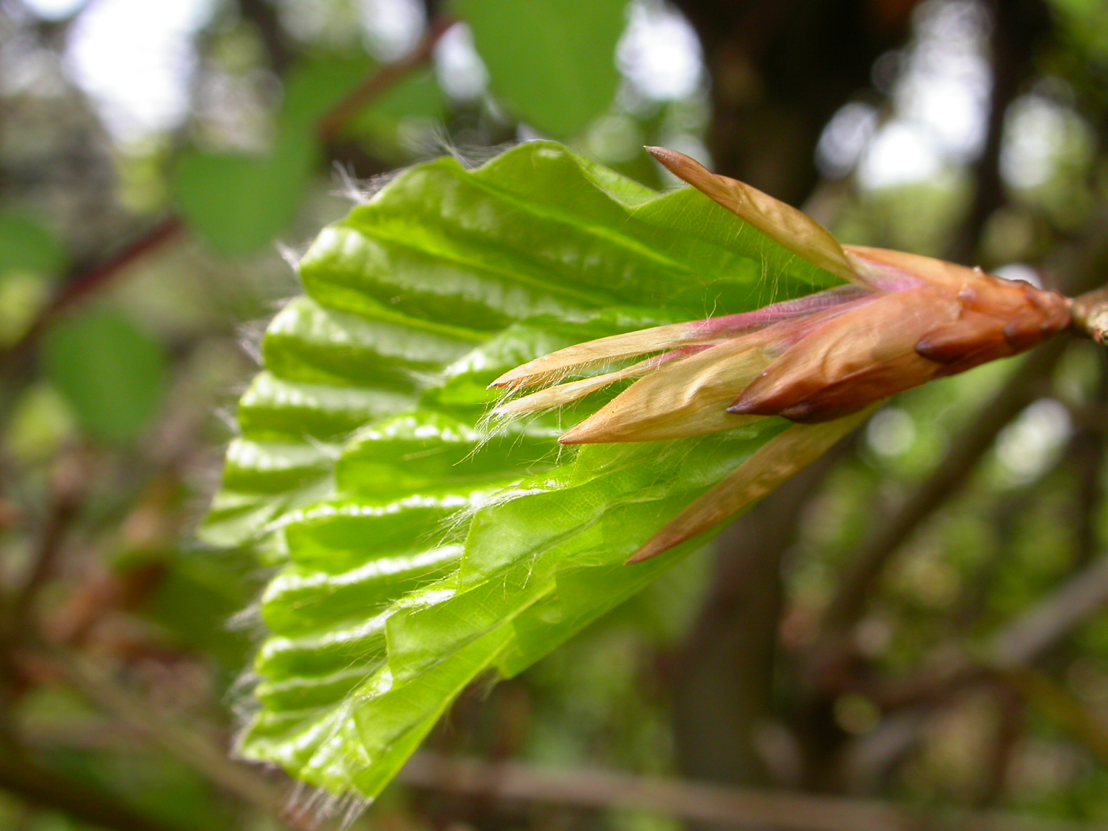 Beech budburst too late 
