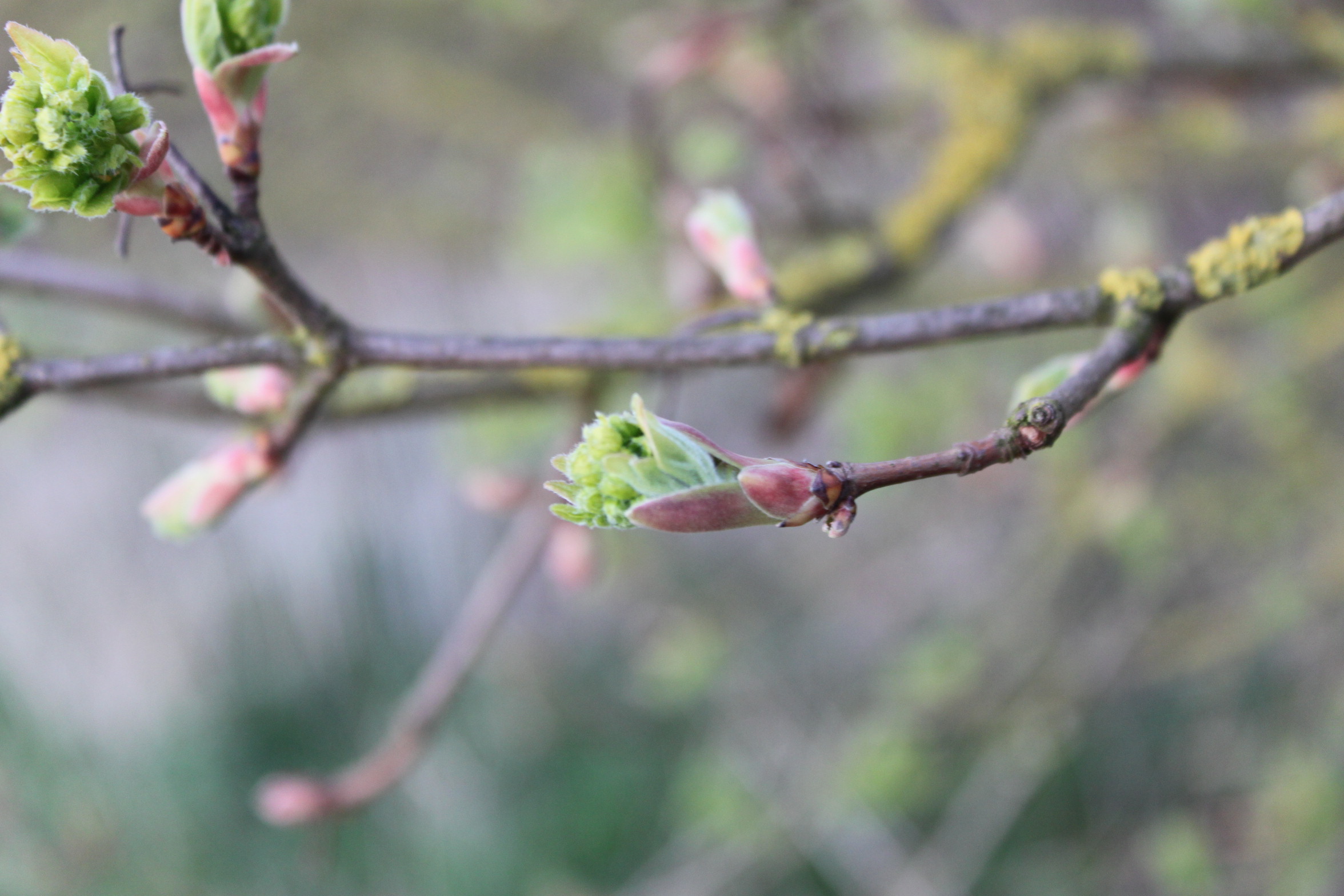 Field maple with budburst that is too late 