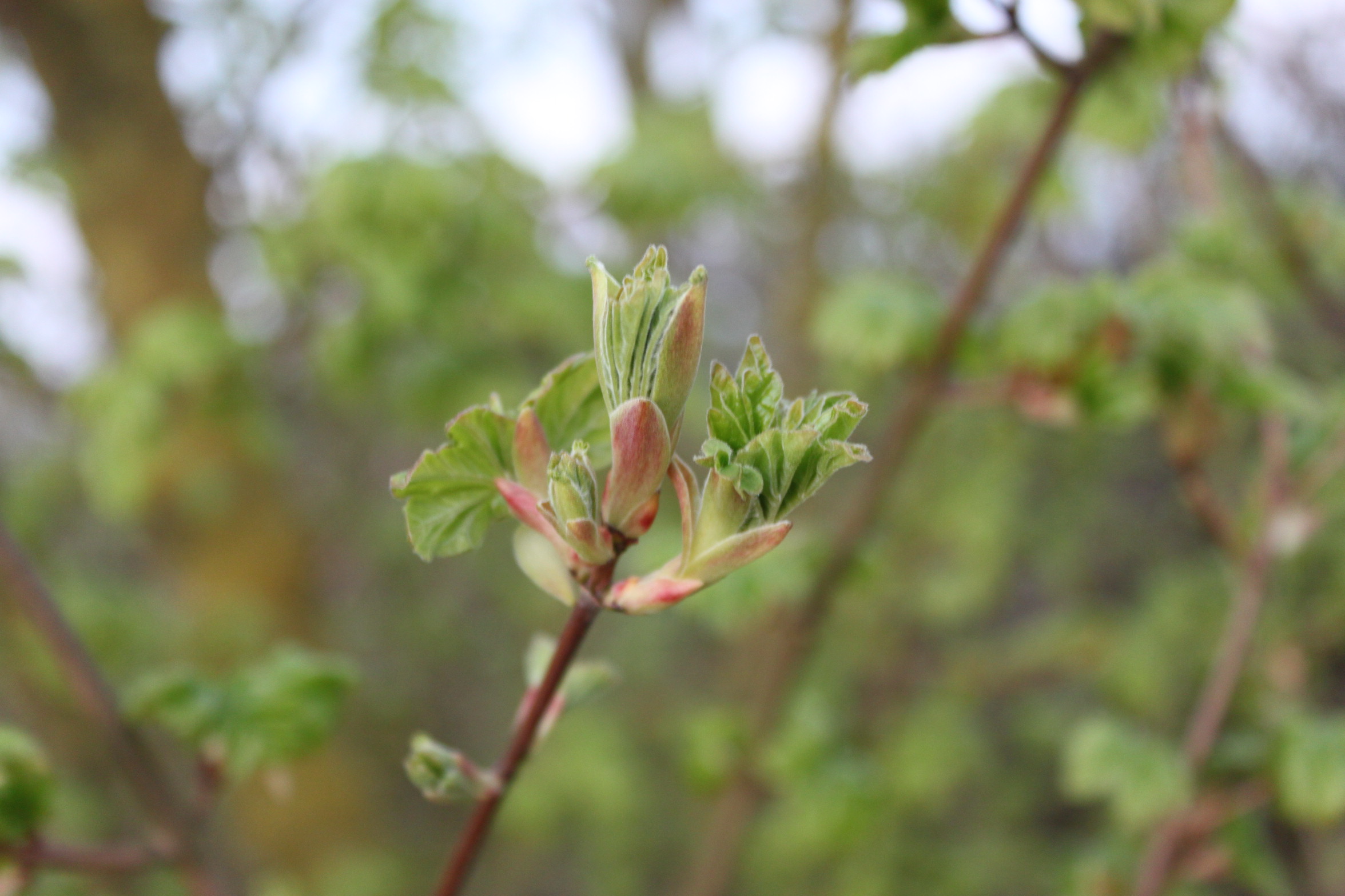 Field maple with leaf too early to record
