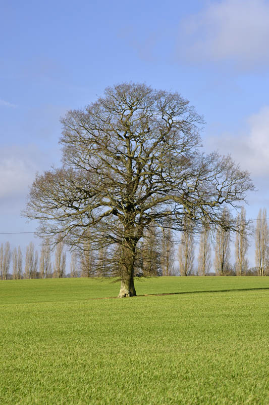 Oak tree with no leaves in winter