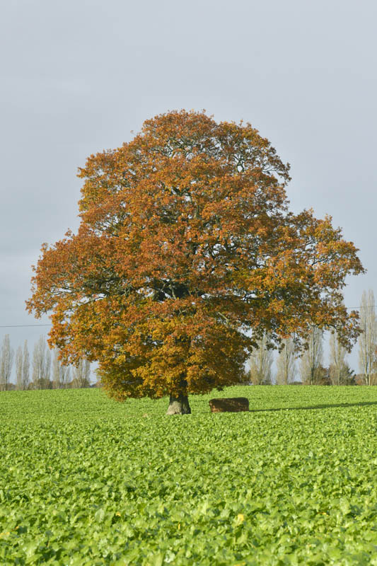 Photo of pedunculate oak in autumn