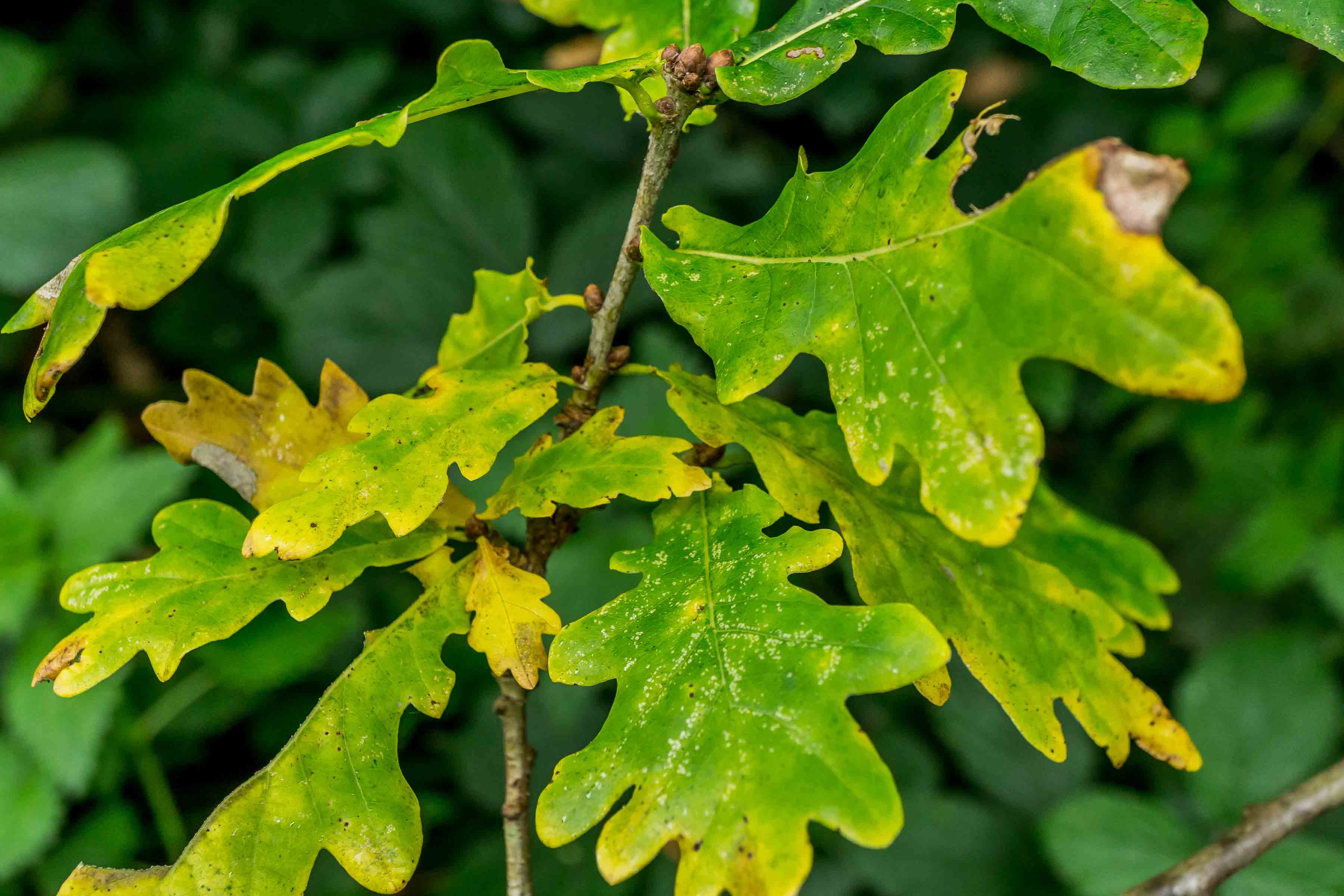 Green leaves from oak tree turning yellow on their edges