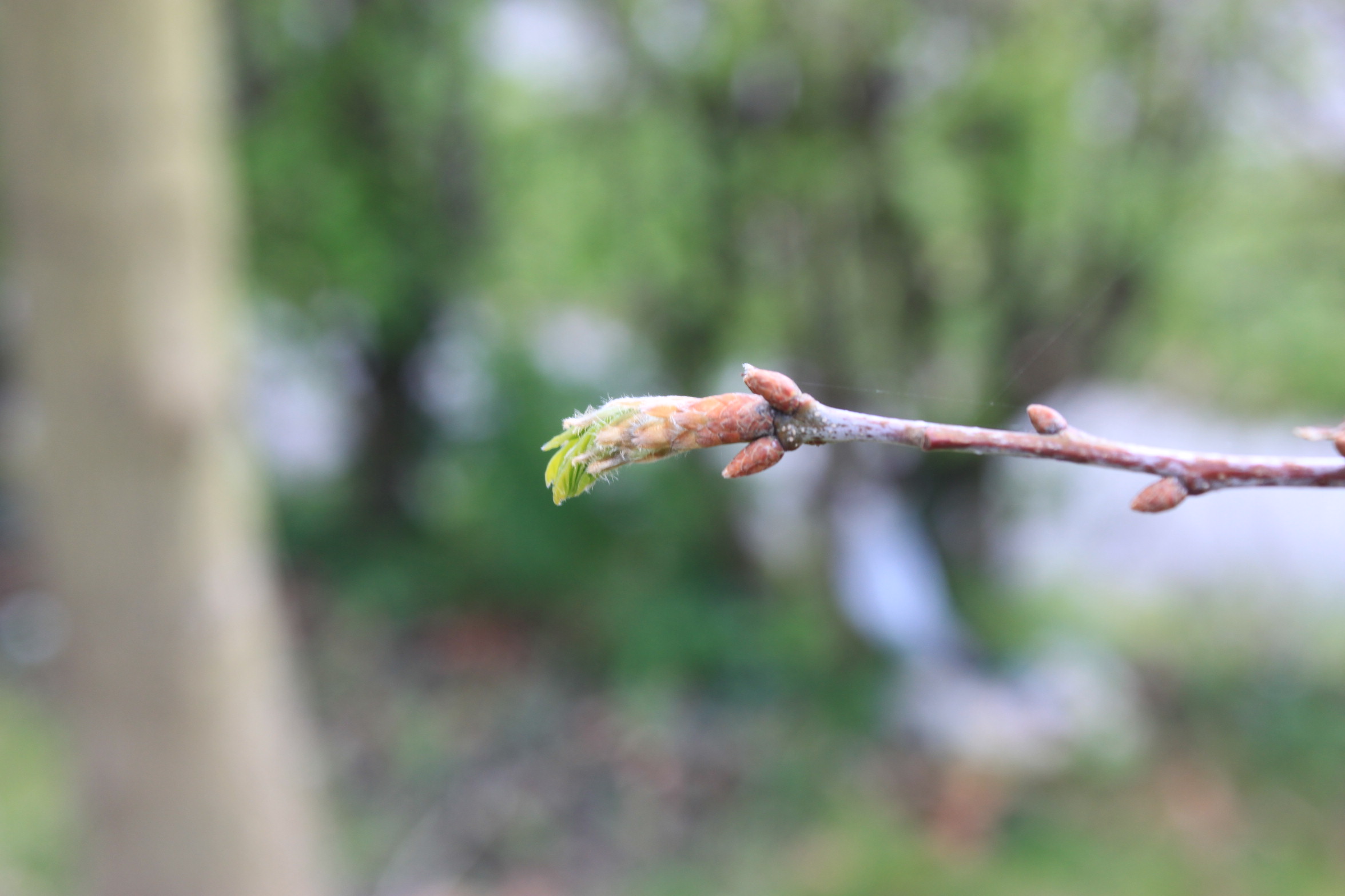 Budburst