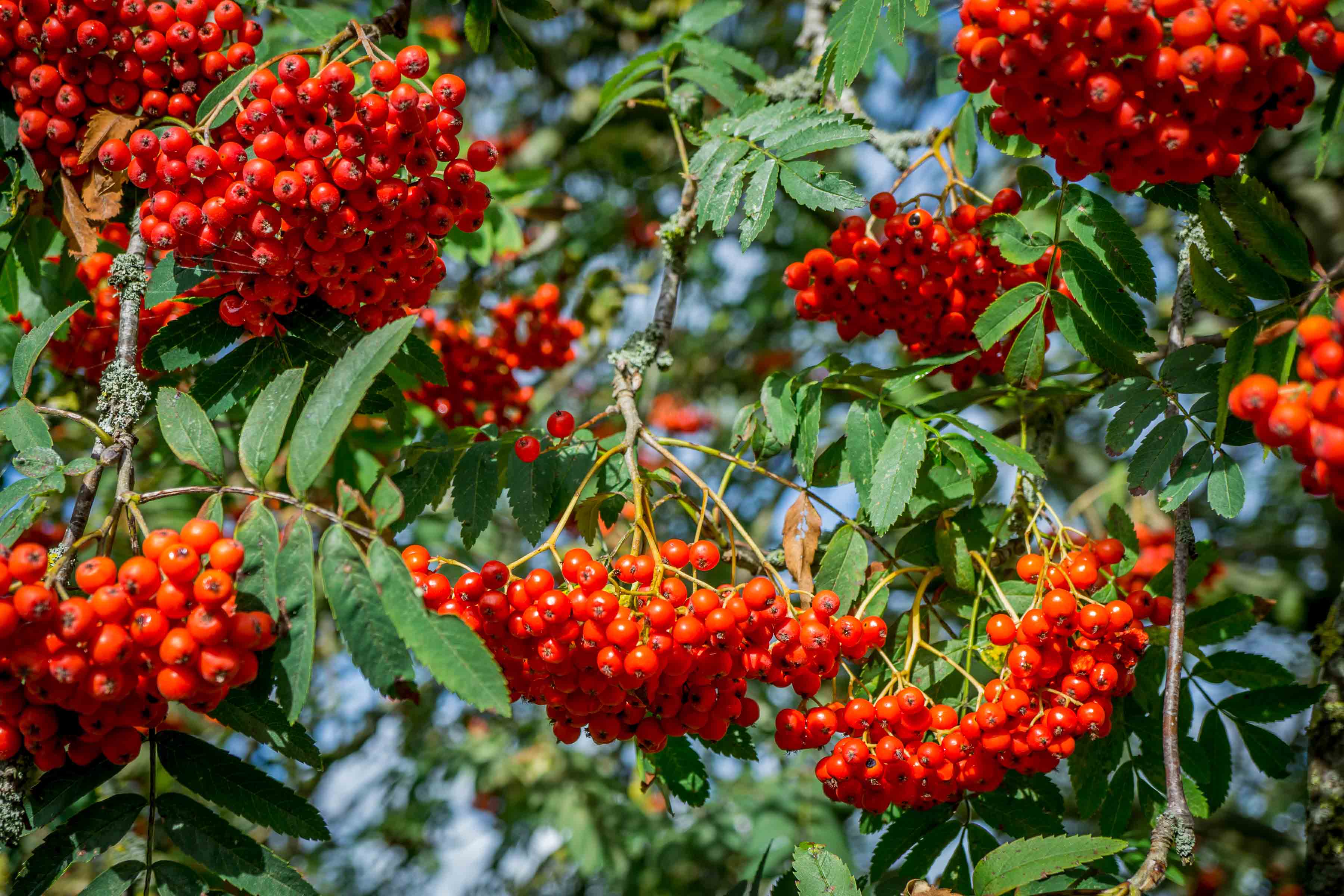 Red berries on rowan tree