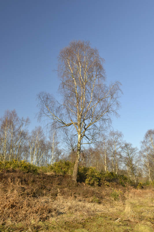 Photo of silver birch in winter