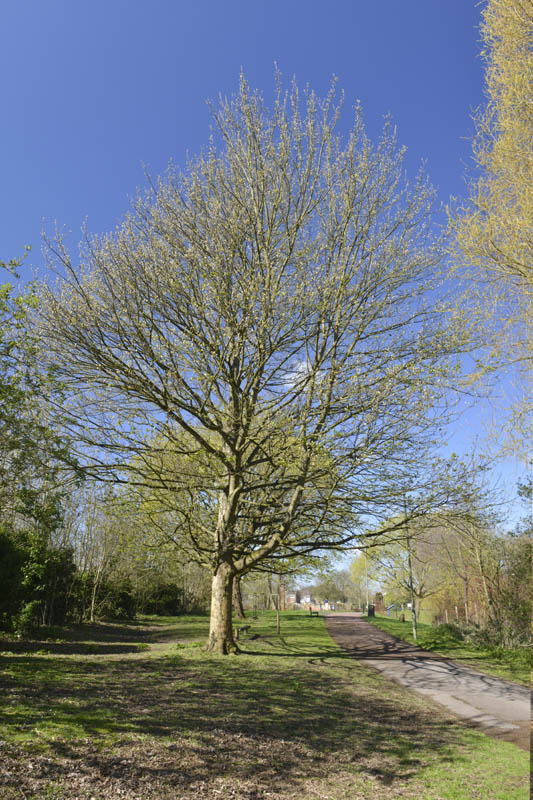 Photo of sycamore in spring