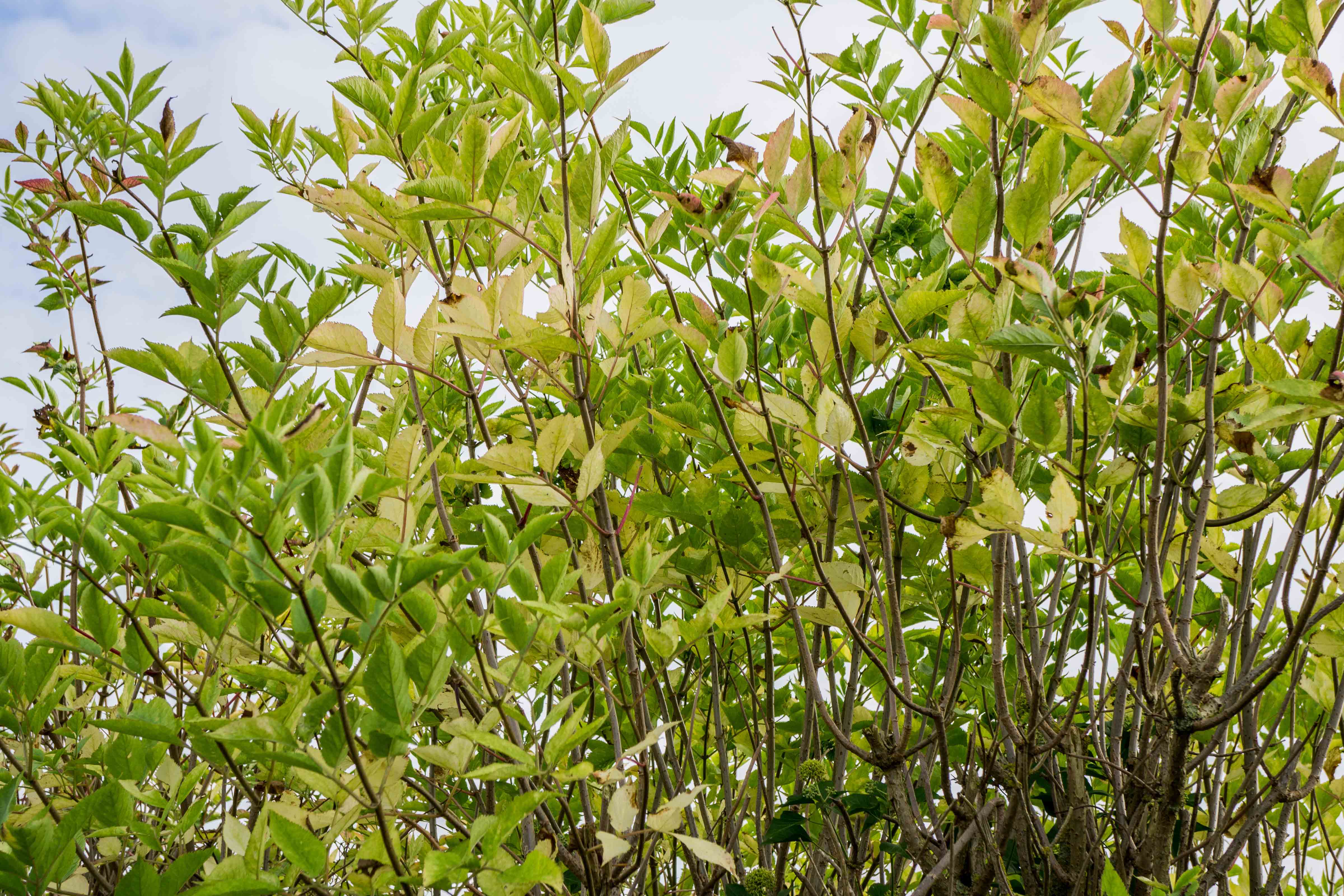 First autumn tinting