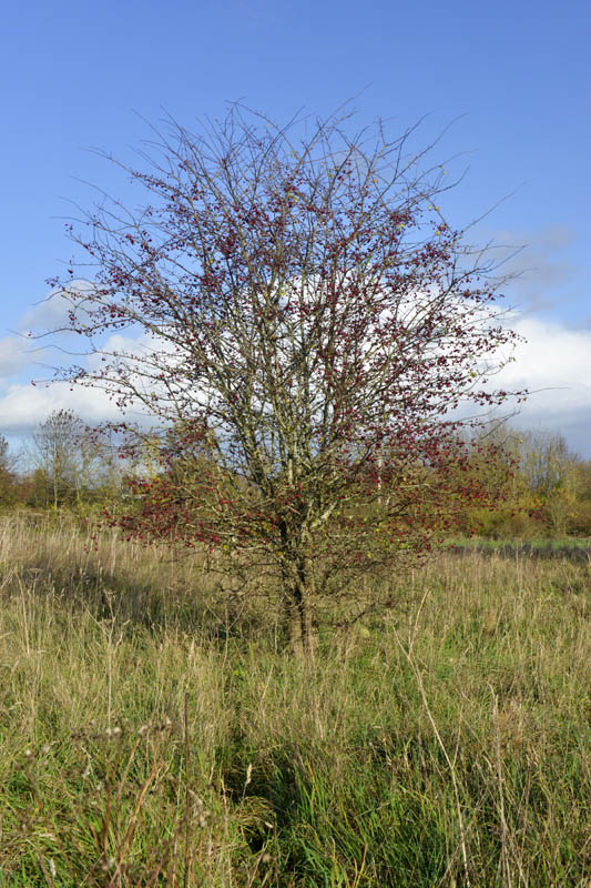 Photo of hawthorn in autumn