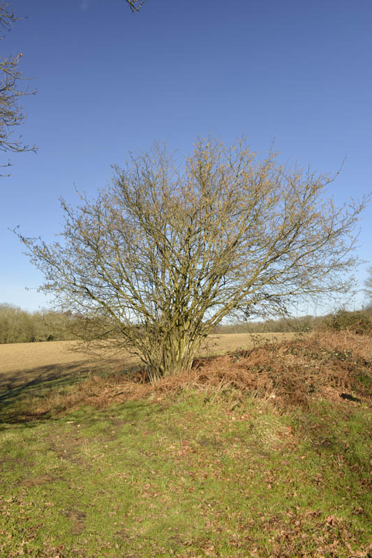 Bare Hazel shrub with Autumn leaves on the ground