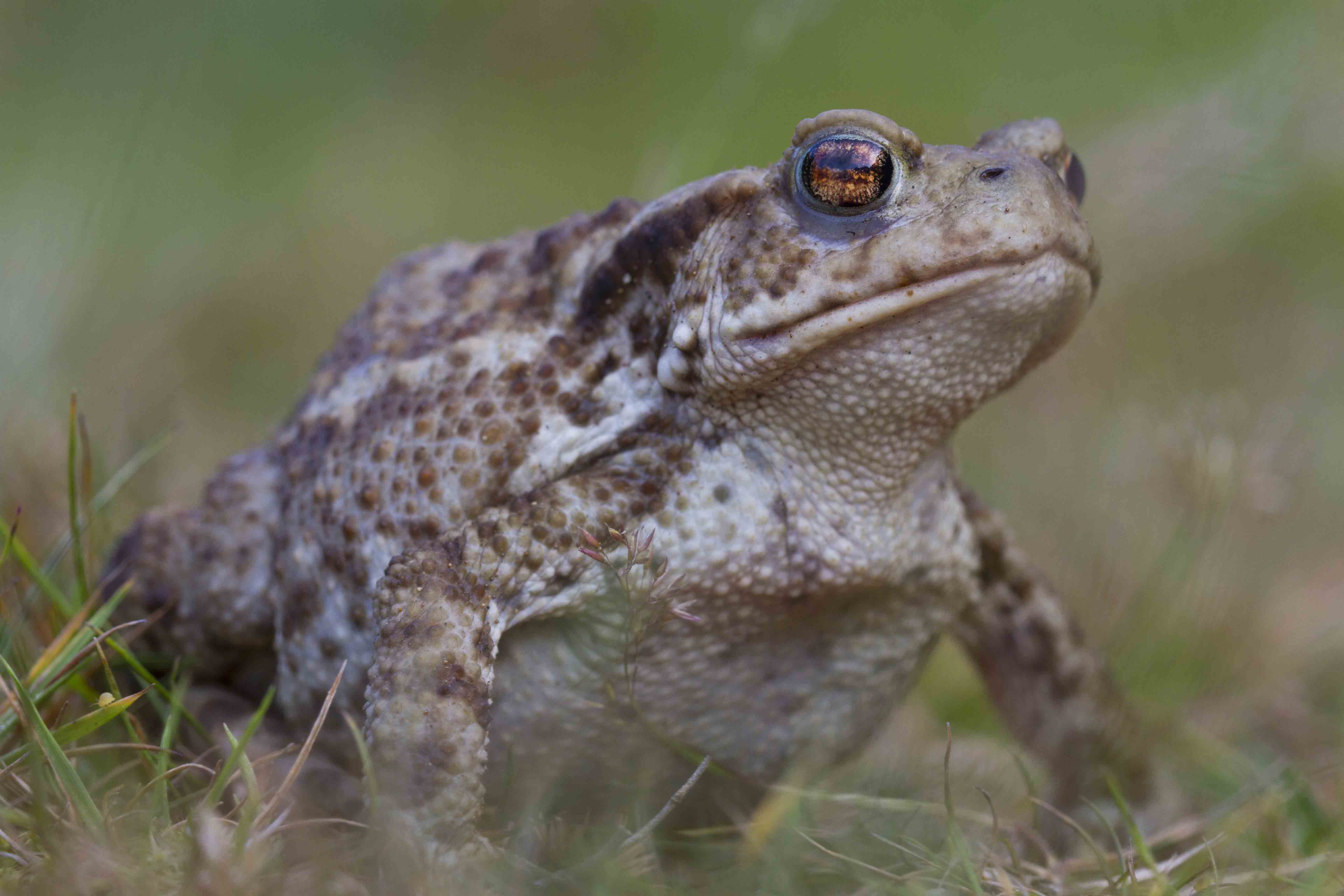 Not to be confused with - Toad