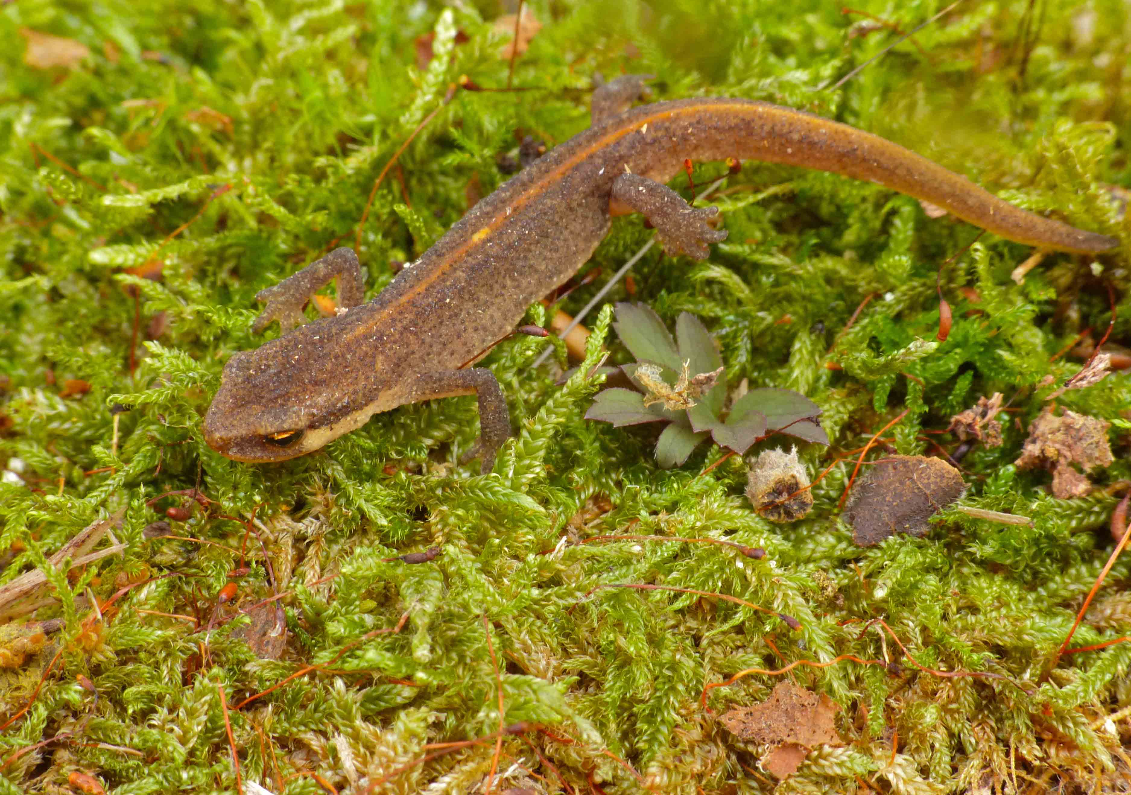 Newts