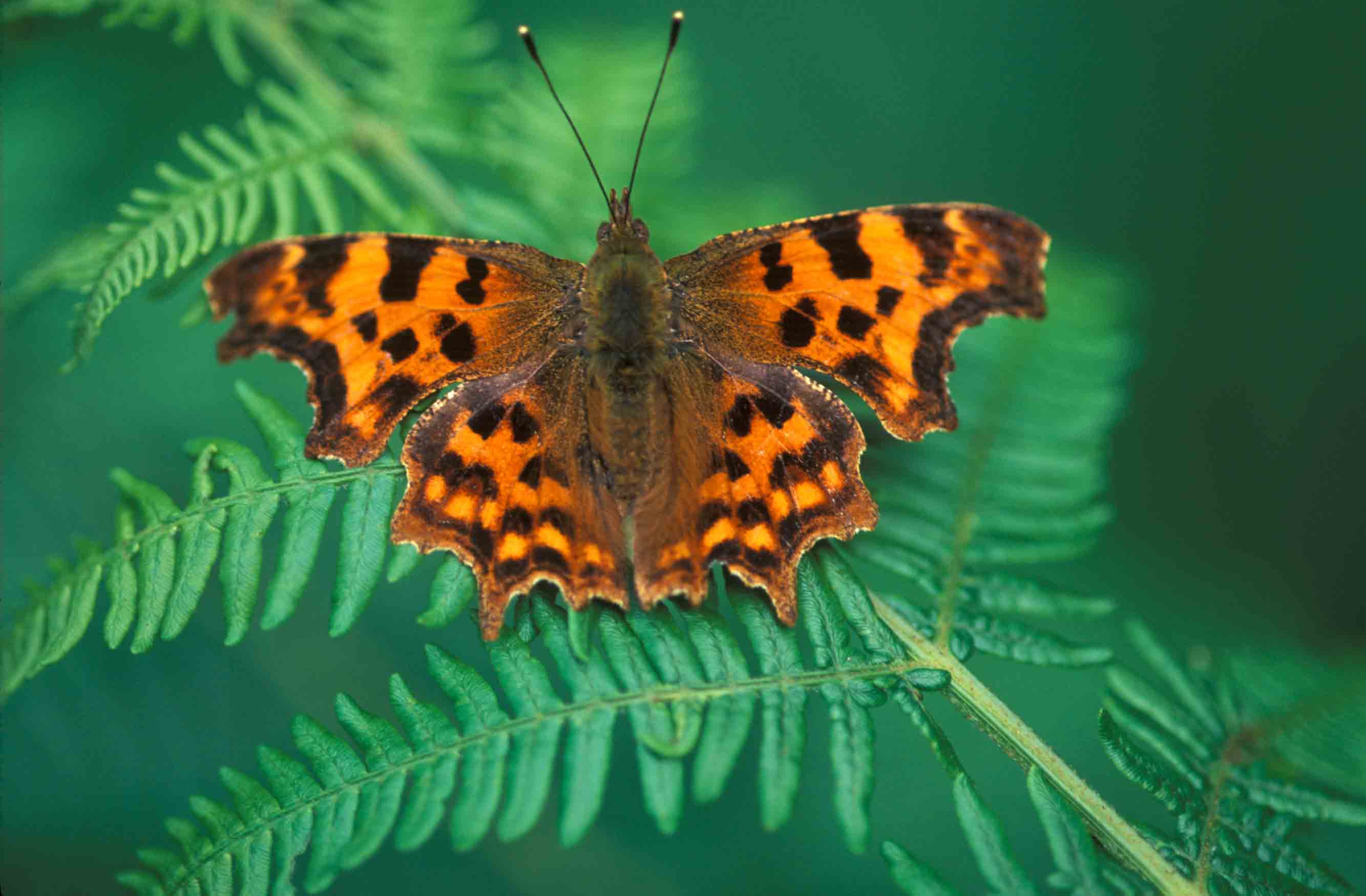 Comma