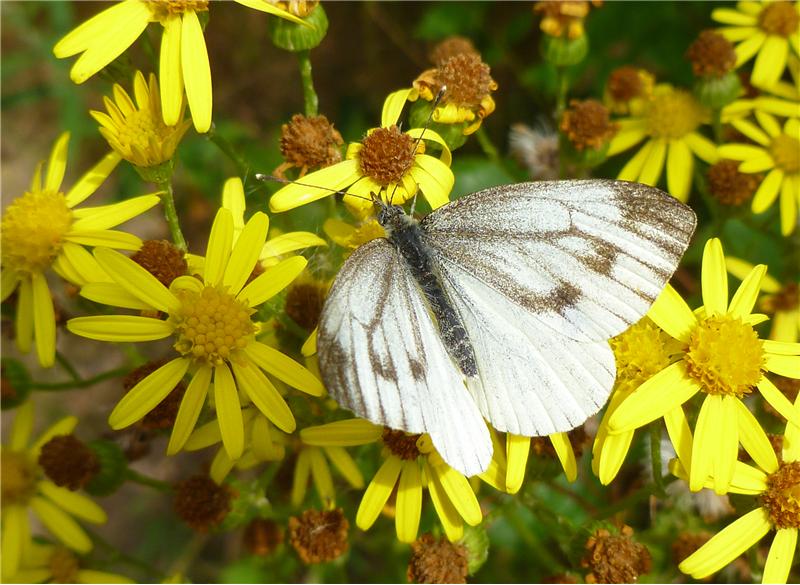 Green-veined white