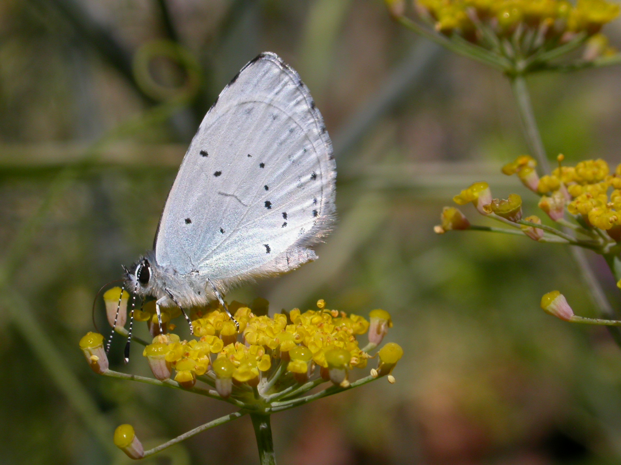 Holly blue