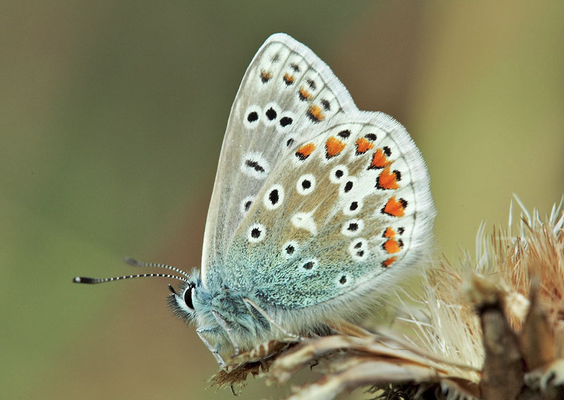 Not to be confused with - Common blue
