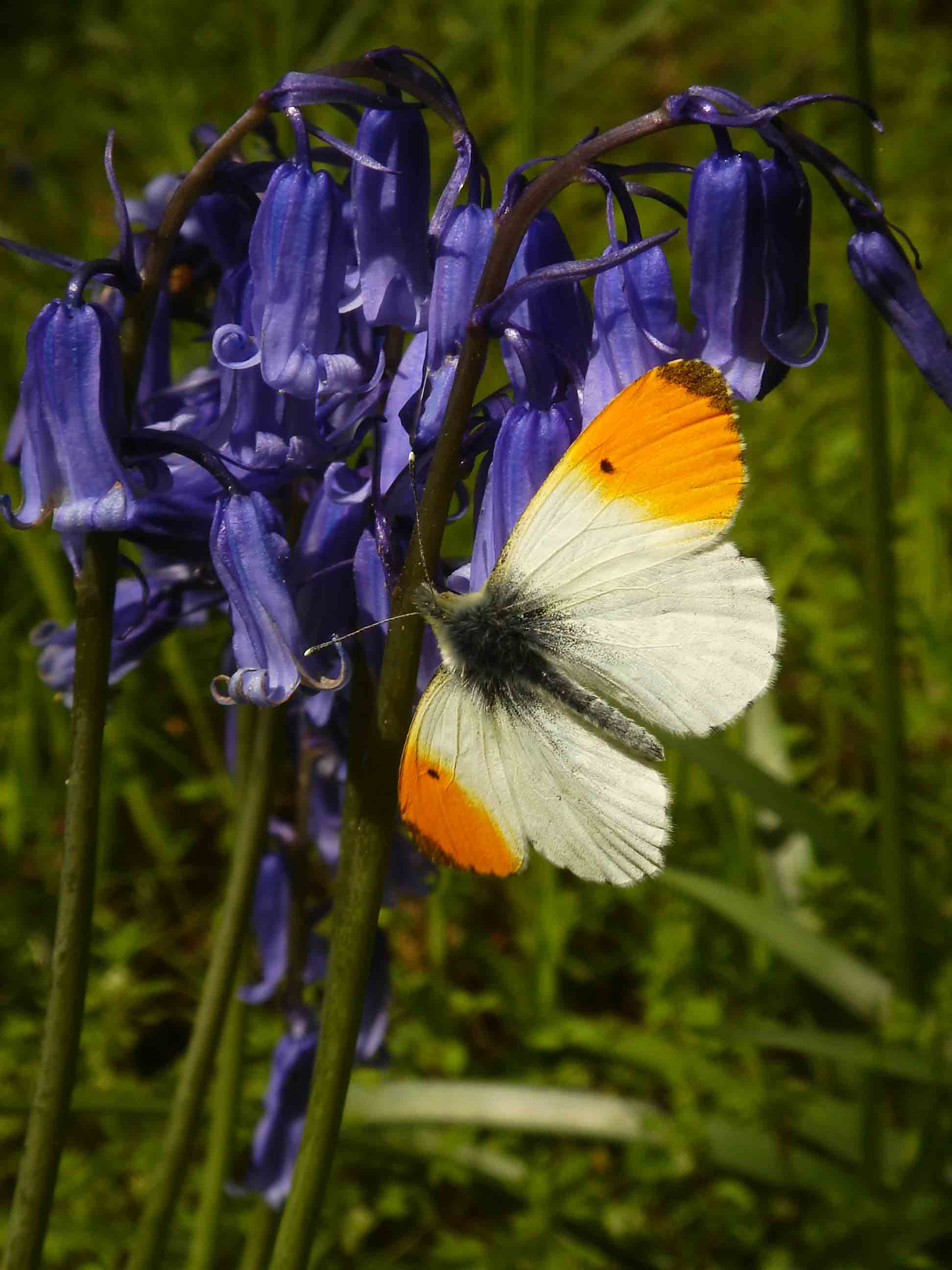 Orange tip