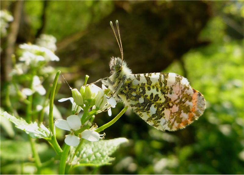 Male orange tip butterfly showing its white underwings with slight orange tips
