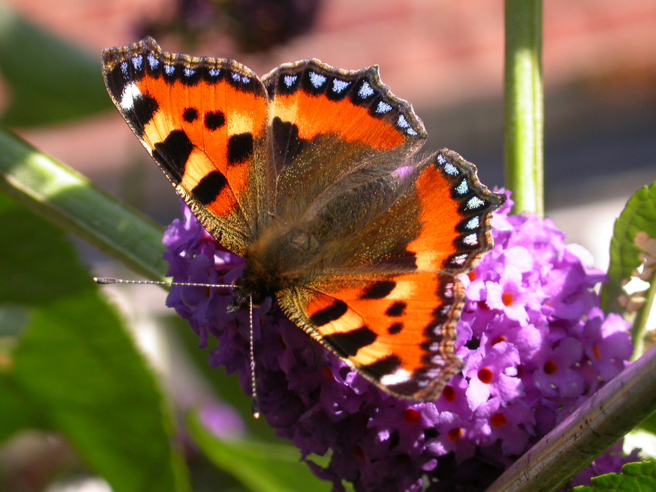 Small tortoiseshell