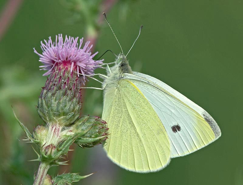 Small white