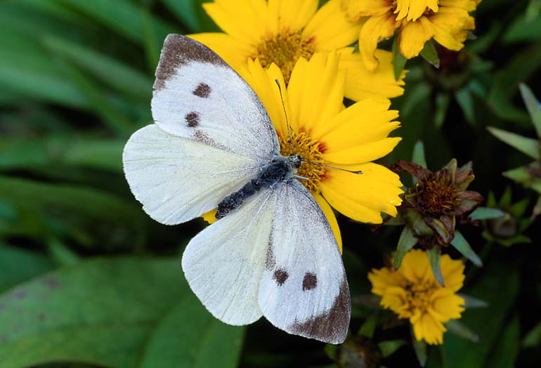 Not to be confused with - Large white