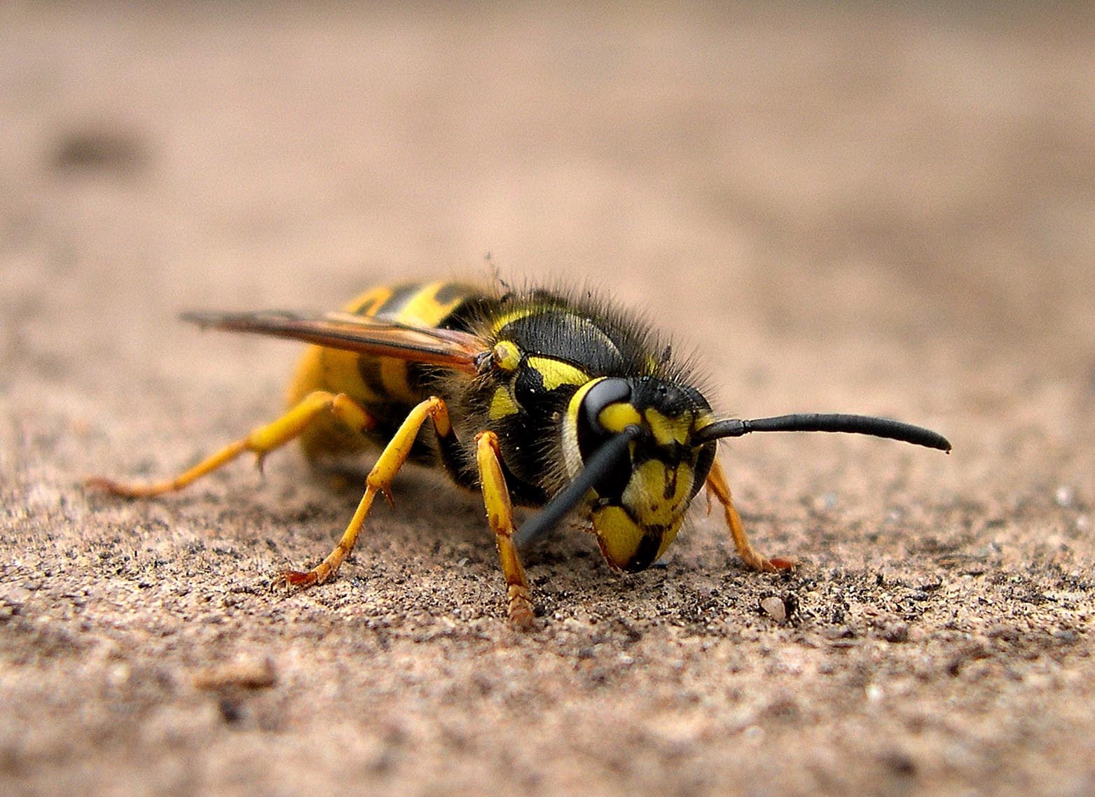 Wasp (queen)