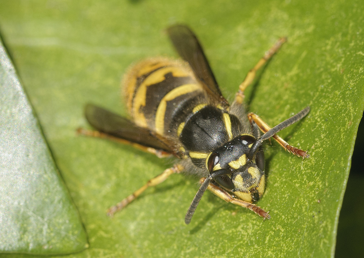 Not to be confused with - Wasp (worker)