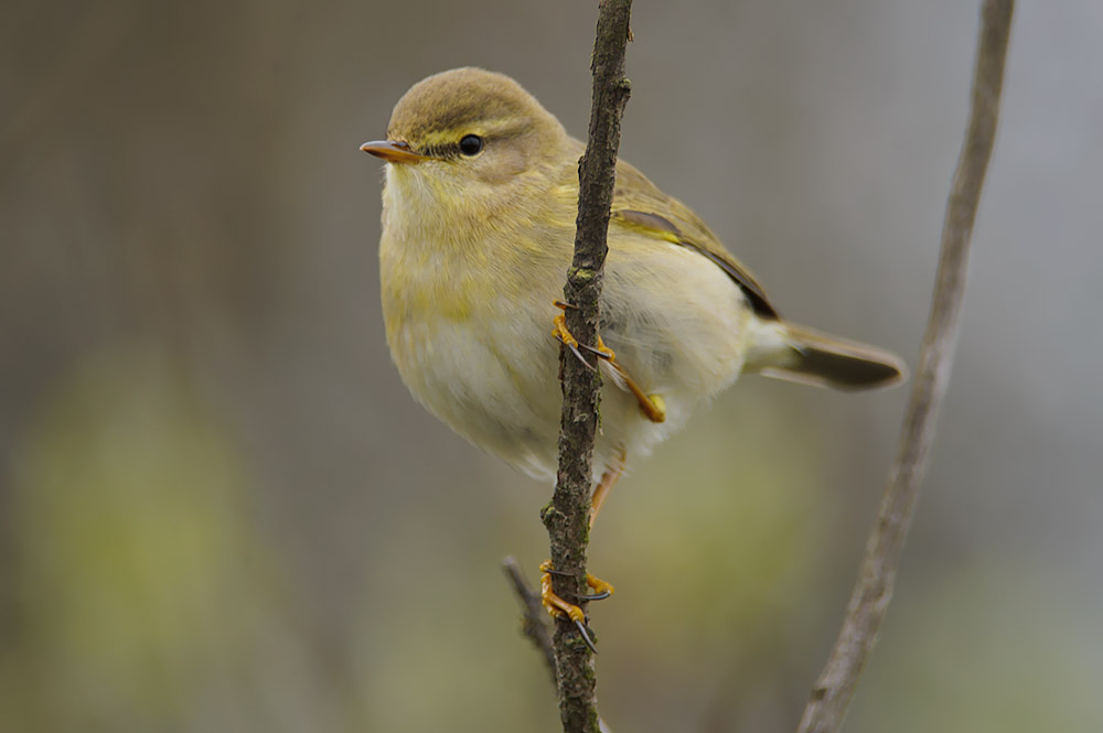 Willow warbler