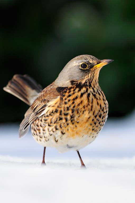 A fieldfare on snow