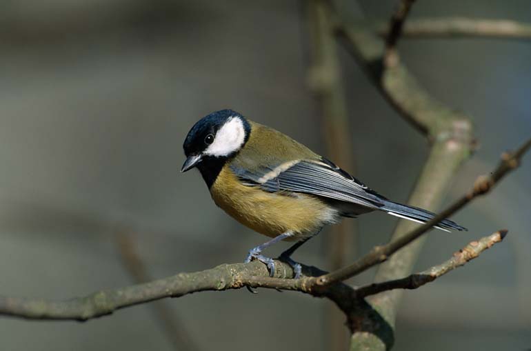 Great tit