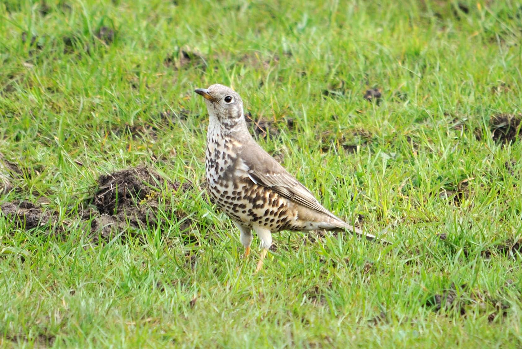Not to be confused with - Mistle thrush