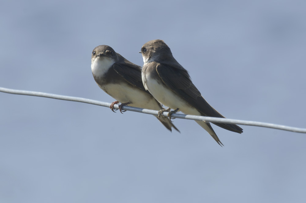 Sand martin
