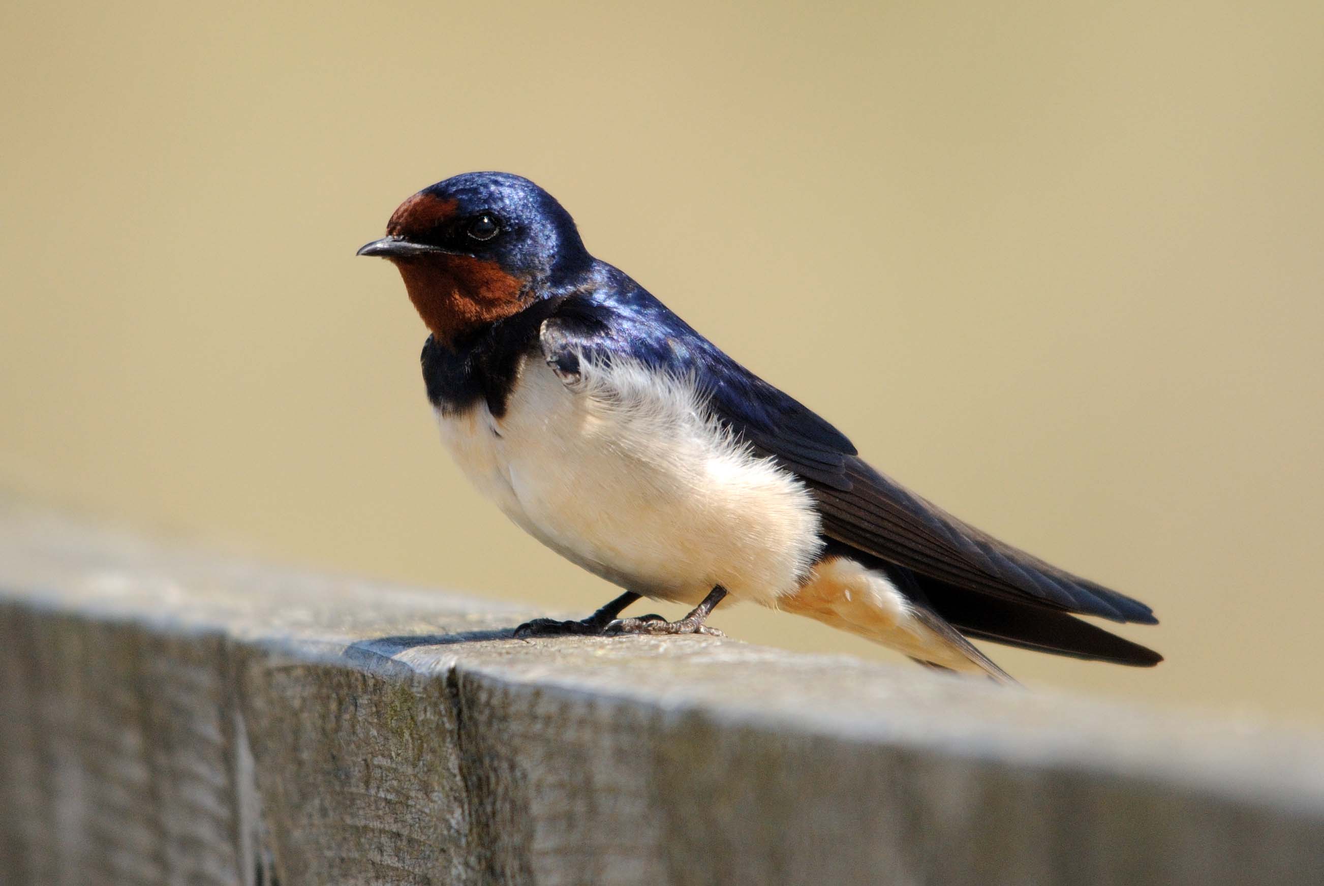 Swallow