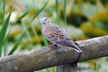 Turtle dove perched on a fence