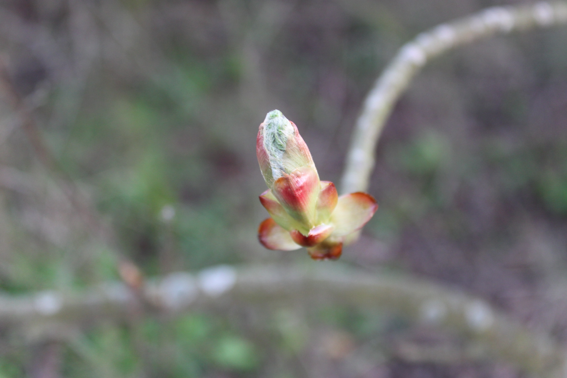 Budburst