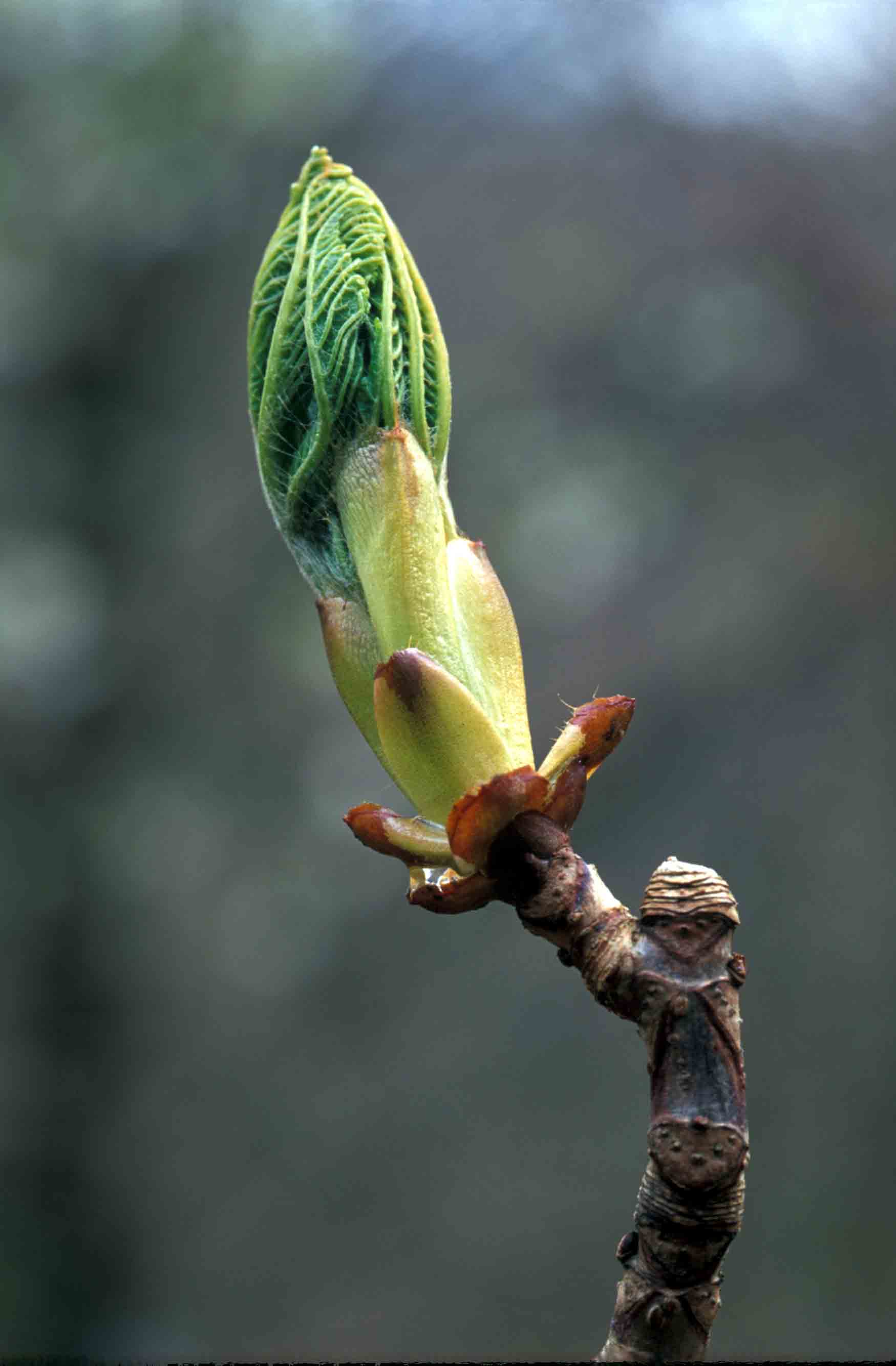 Horse chestnut with budburst that is too late
