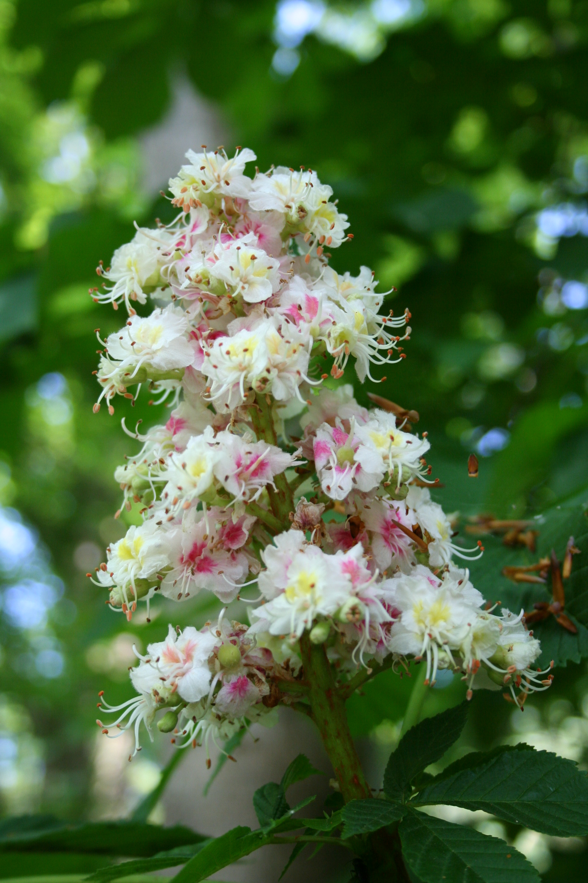 Flowering on a horse chestnut that is too late 