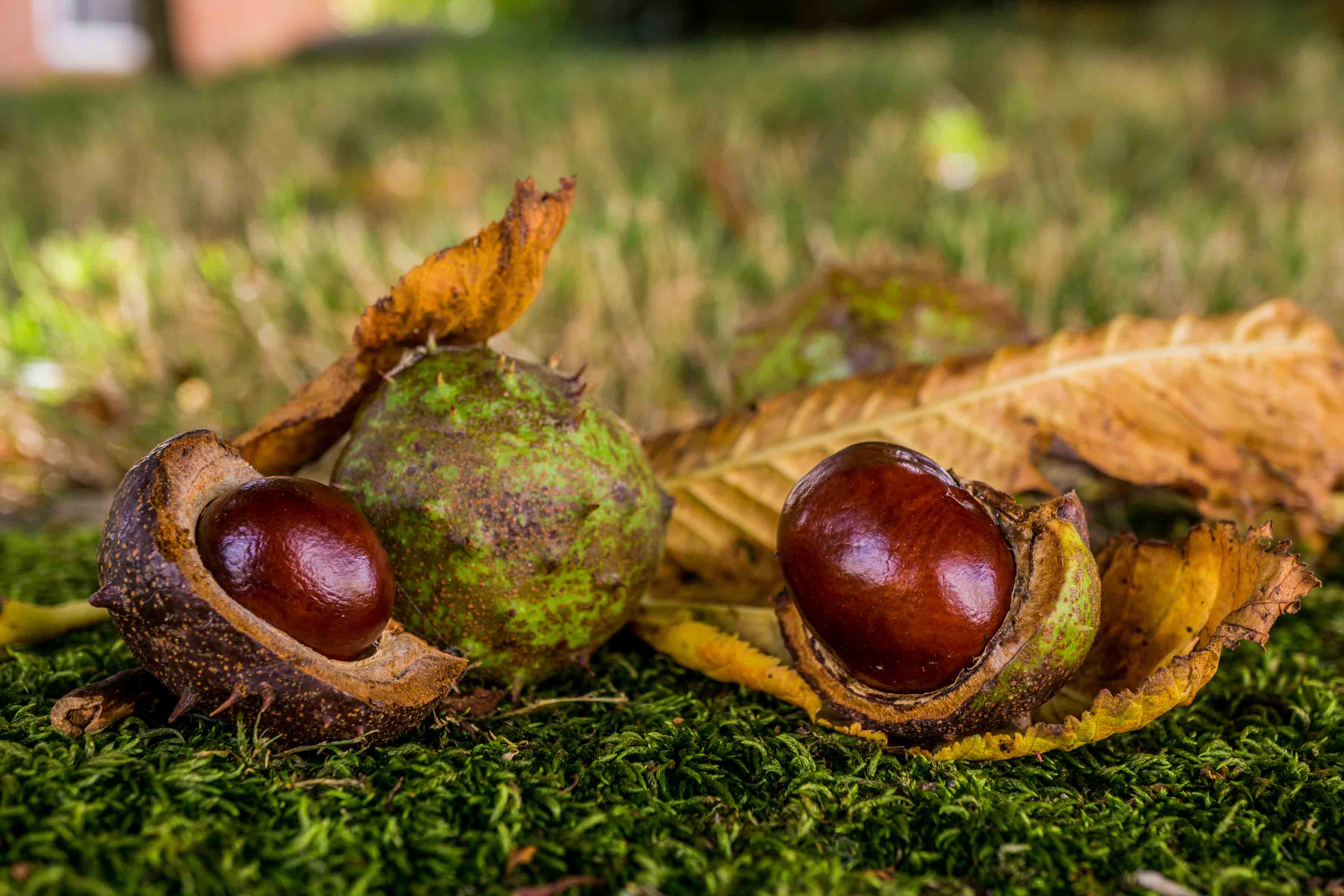 Conker from horse chestnut tree on the ground