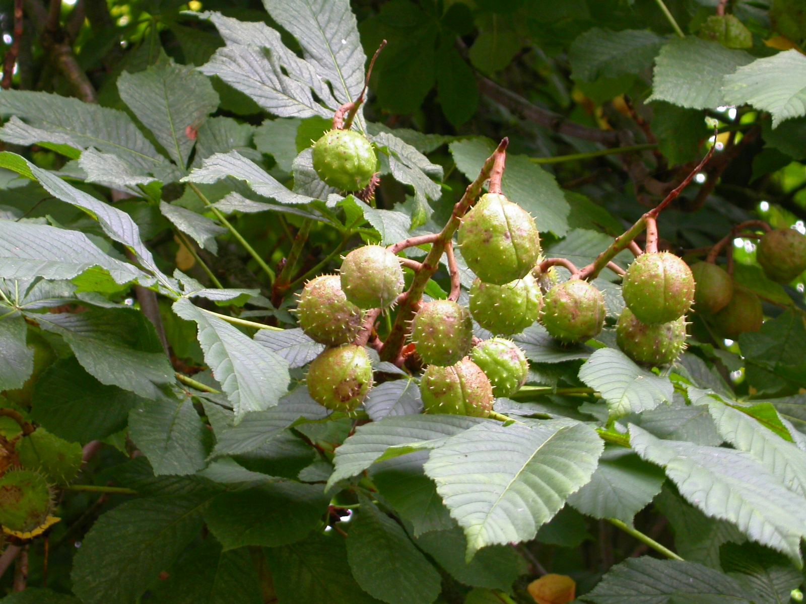 Horse chestnut