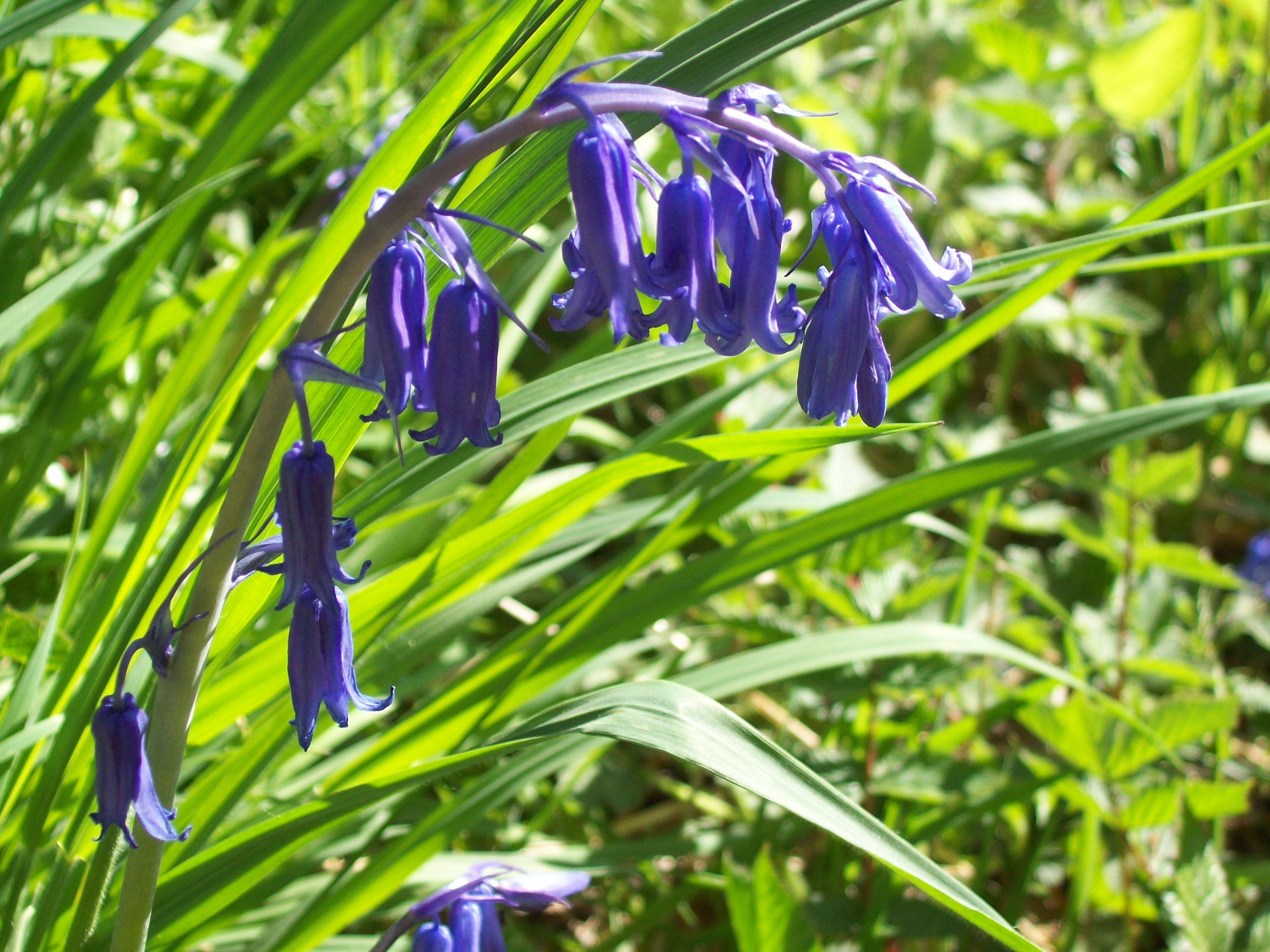 Bluebell flowers