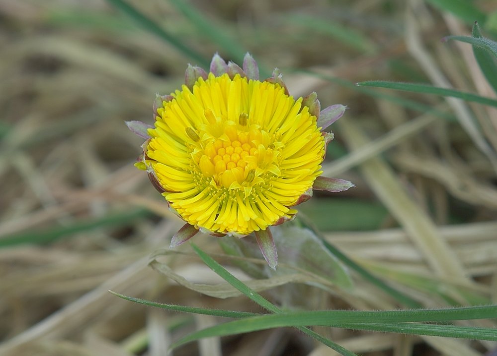 Colt's-foot flower blossoming