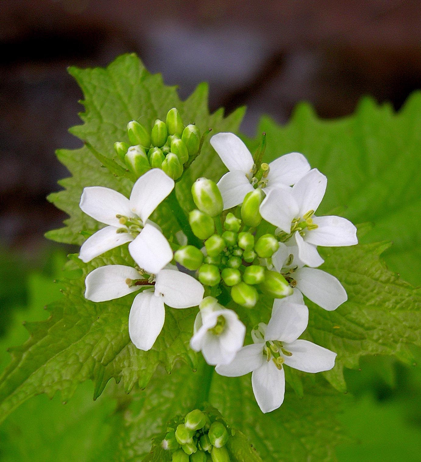 Garlic mustard