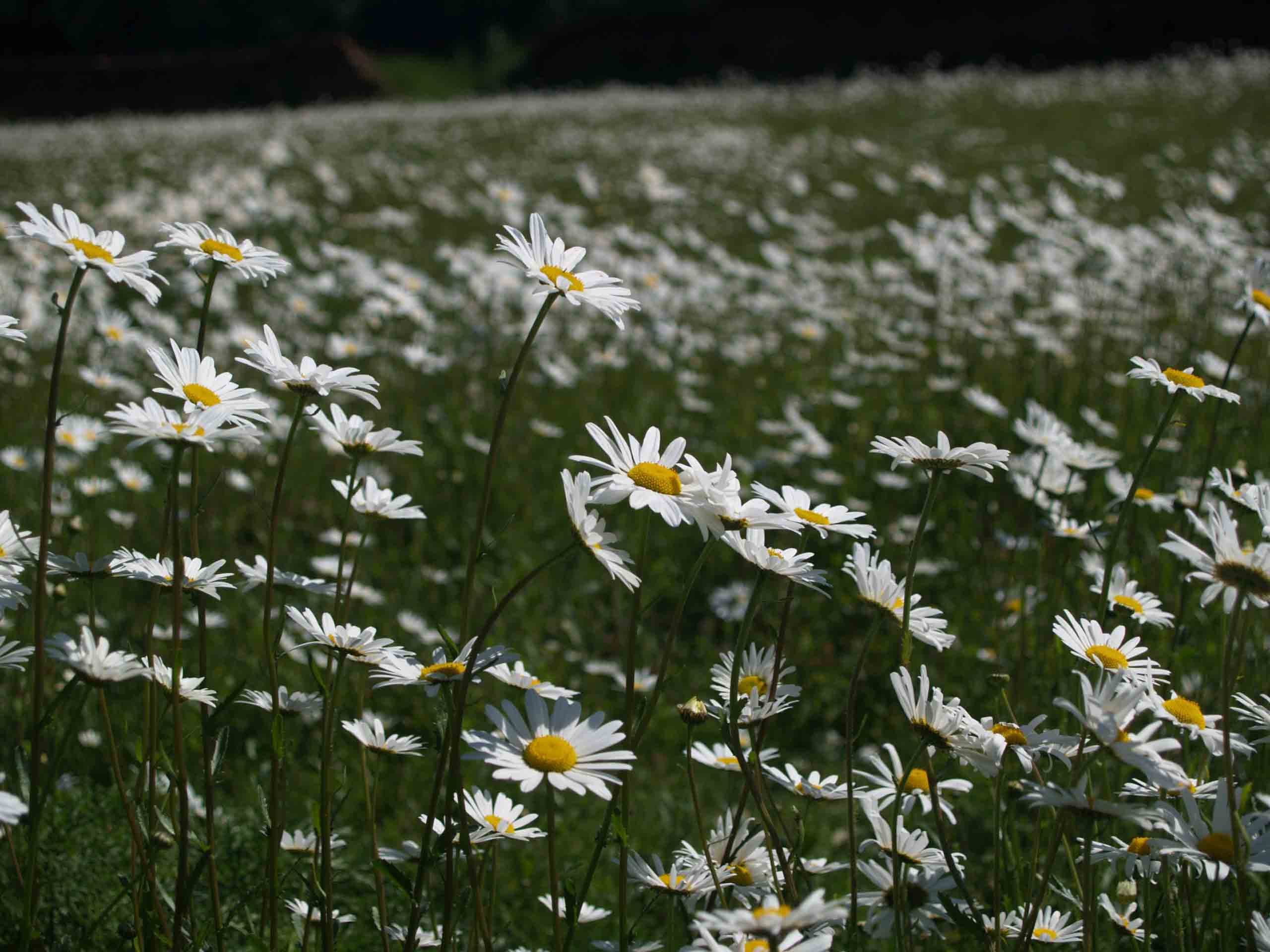Oxeye daisy