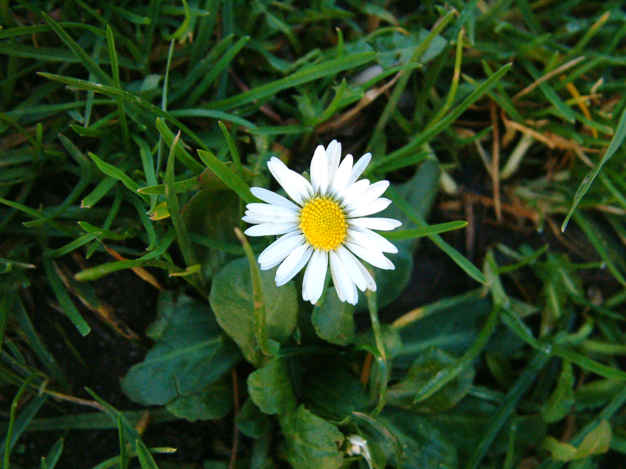 Not to be confused with - Daisy